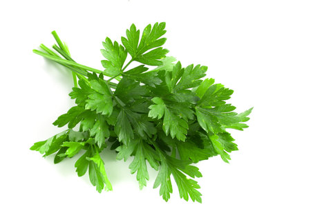 Parsley isolated on white background. Culinary aromatic herbs.の写真素材