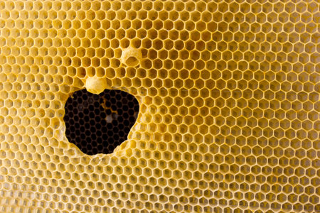 The hole is formed in the honeycomb. Cells for bees and honey. Uterine cupsの写真素材