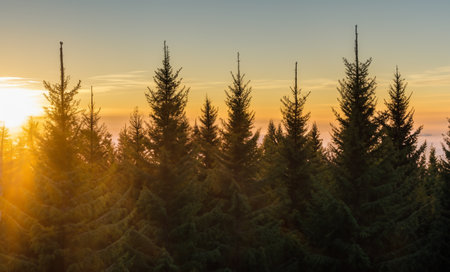The sunrise bathes the tops of spruce trees in the forest with a warm and golden lightの素材