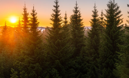 The orange and pink hues of the sunrise add a touch of magic to the woodland sceneの素材