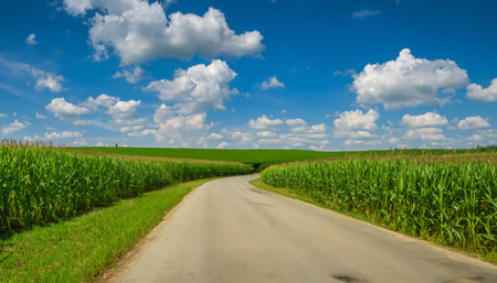 Green natural environment view with corn fields and road. Landscape of beautiful agricultural natureの素材