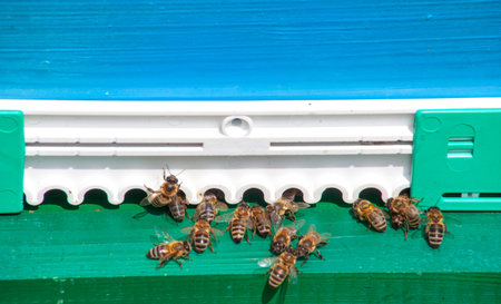 Bees on a wooden beehive near the fly, hard-working insects carry nectar to the hive