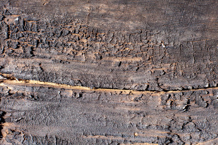 Old burnt wood, charred board with texture as backgroundの写真素材