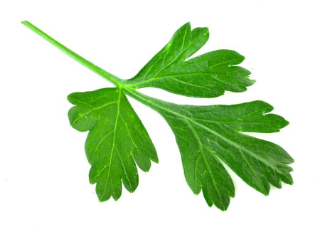 Parsley leaf isolated on white background. Fresh aromatic herbs.の写真素材