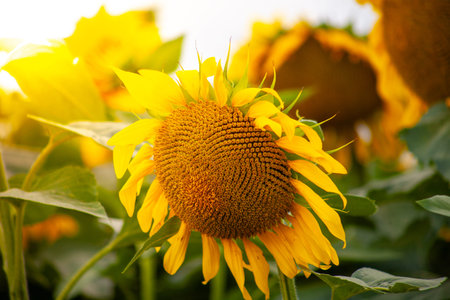 Blooming yellow sunflower on the field