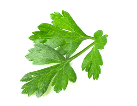 Close-up of a parsley leaf, fresh herbs, and a cooking spiceの写真素材