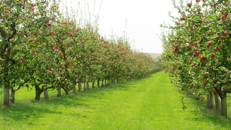 Long rows of apple trees in the gardenの素材