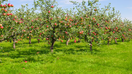 Orchard with red apples on treesの素材