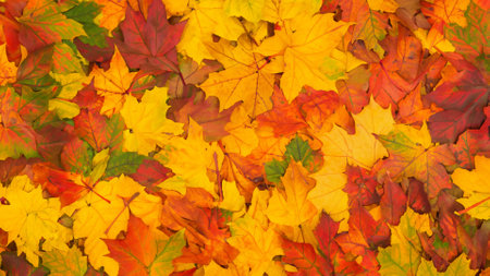 Fallen autumn leaves form a beautiful backgroundの素材