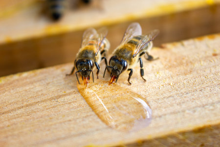 Bees drink syrup near the drop, close-up of insects in the hiveの写真素材