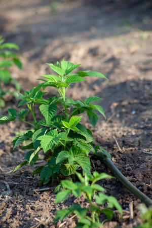 A raspberry seedling germinated in the soil with drip irrigation from a hoseの写真素材