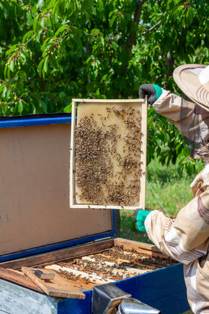A frame with honeycombs in the hands of a beekeeper