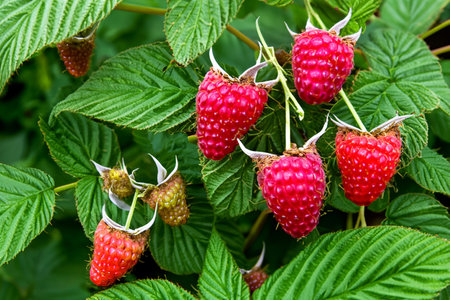 Close-up of ripe raspberry berries and fresh green leaves of the bushの素材