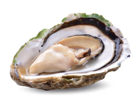 Opened oyster isolated on white backgroundの素材