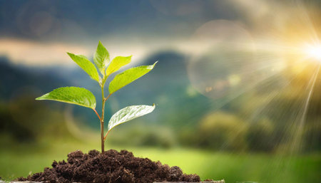 A young tree in a pile of soil, the sun and a blurred green backgroundの素材