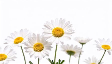 White daisies isolated on white background. Shallow dof.の素材
