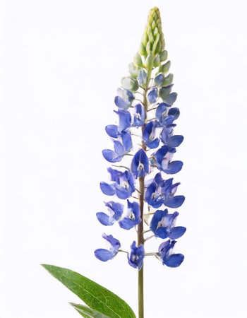 Blue lupine flower isolated on white background. Close up.の素材