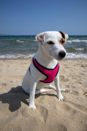 Adorable white dog wearing a pink harness enjoys a sunny day at the seasideの写真素材