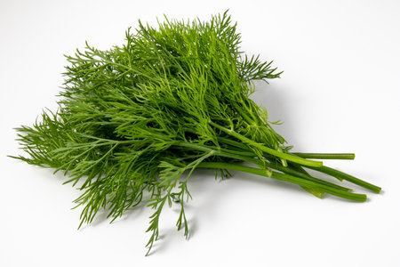 Fresh dill bunch in vivid green color, set against a white background, perfect for food and cooking conceptsの写真素材