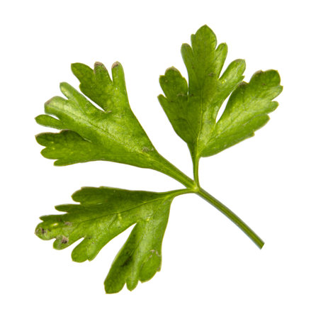 Single vibrant green parsley leaf isolated on a pure white background, symbolizing freshness and natural flavorsの写真素材