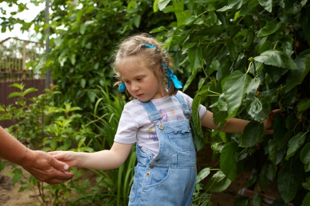 Cute little girl gathering harvest mulberry berriesの写真素材