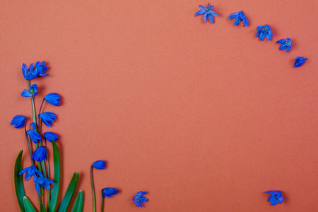 blue spring flowers on brown backgroundの写真素材