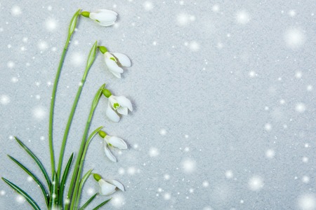 white  spring flowers on gray background の写真素材