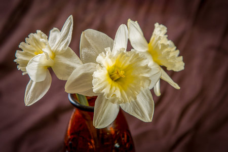 Narcissus flowers in a  vase on a brown background