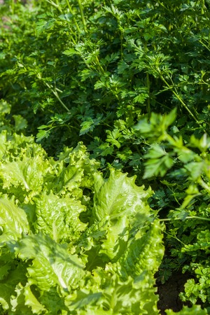 fresh green parsley and lettuce growing in a gardenの写真素材