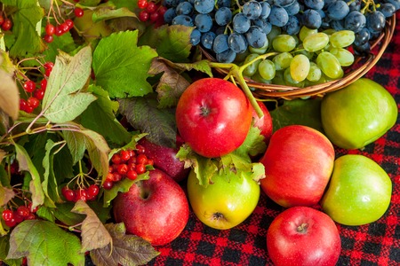 Grape, viburnum and red, green apples lie on the rug. Autumn harvestの写真素材