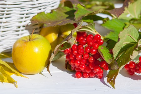 apples and red viburnum on white wooden background. Outdoors on  sunny day.の写真素材