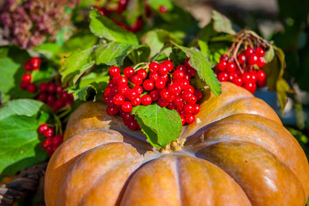 Autumn harvest. Pumpkin viburnum outdoors in sunny autumn day.の写真素材