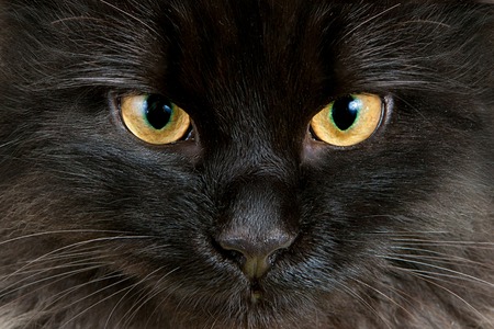 Yellow eyes with green rim of young black cat close-upの写真素材