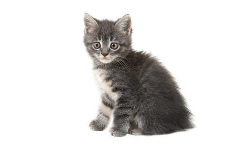 Grey cute kitten isolated on whiteの写真素材
