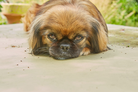 Portrait cute Pekingese dog lies in a summer gardenの写真素材