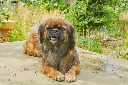 Portrait cute Pekingese dog lies in a summer gardenの写真素材