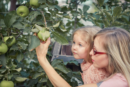 Happy Attractive mother and little adorable daughter picking apples in gardenの写真素材