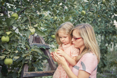Happy Attractive mother and little adorable daughter picking apples in gardenの写真素材