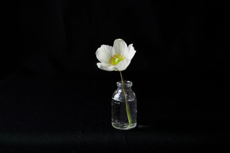 Single flower in glass vase on black backgroundの写真素材