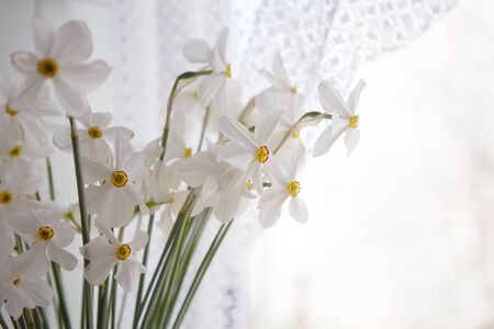 Flowers,  many white narcissus on windowの写真素材