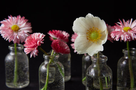 Flowers in glass vases on black background
