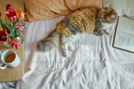 Ginger, tricolor cat relaxing on in the bed. Notebook, book, cup of tea and spring flowers  with...