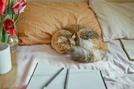 Ginger, tricolor cat relaxing on in the bed. Notebook, book, cup of tea and spring flowers  with home decor on the warm soft bed. Cozy concept.の写真素材
