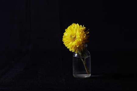 Single flower in glass vase on black backgroundの写真素材
