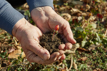 Senior woman's hands working in the garden, stained with earth.の写真素材
