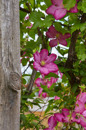 Flowers of perennial clematis vines in the garden. Beautiful clematis flowers near the house.の写真素材