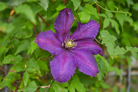 Flowers of perennial clematis vines in the garden. Beautiful clematis flowers near the house.の写真素材