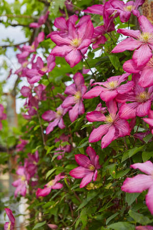 Flowers of perennial clematis vines in the garden. Beautiful clematis flowers near the house.の写真素材