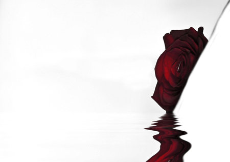 A partially eclipsed rose over a plain white backdropの写真素材