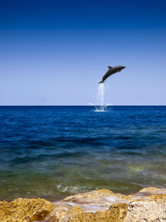 Dolphin jumping out of beautiful crystal clear ocean waterの写真素材